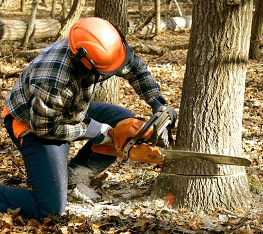 Tree Removal in Vian, OK